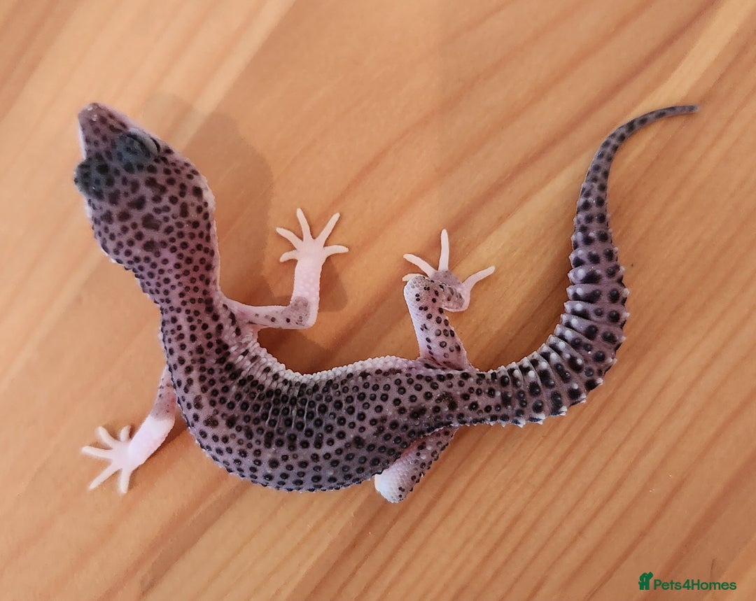 Leopard Gecko reptiles for sale: Baby Leopard Gecko - Mack Super Snow Morph - Image 4