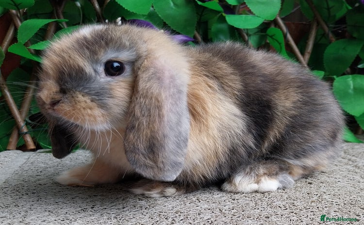 Mini Lop rabbits - Advert 12
