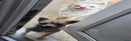Chihuahua dogs for sale: RARE Brindle Chihuahua Puppies - Advert 4