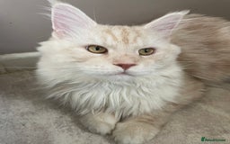 Maine Coon cats for stud: 🏆🏆INTERNATIONAL CHAMPION LINE TICA STUD🏆🏆 - Image 10