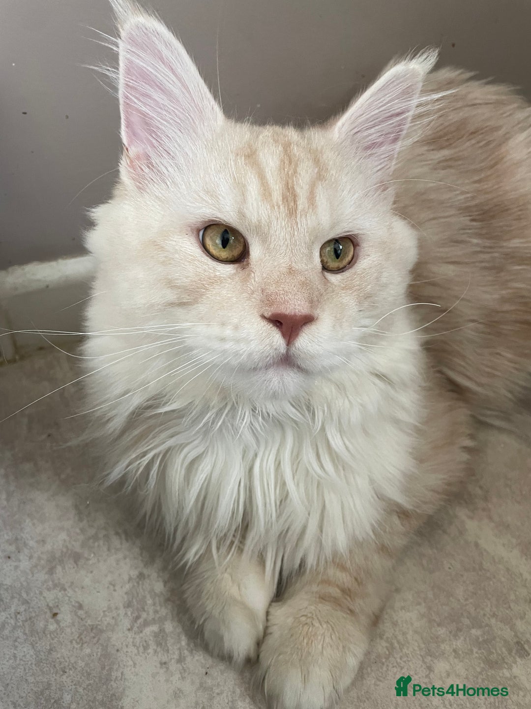 Maine Coon cats for stud: 🏆🏆INTERNATIONAL CHAMPION LINE TICA STUD🏆🏆 - Image 10