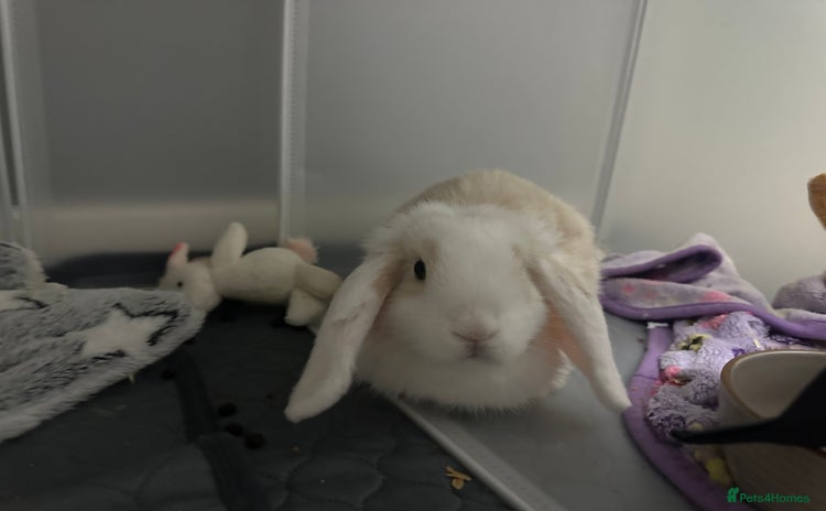 Mini Lop rabbits - Advert 8