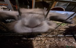 Lionhead rabbits for sale: Hi I am cocoa - Image 4