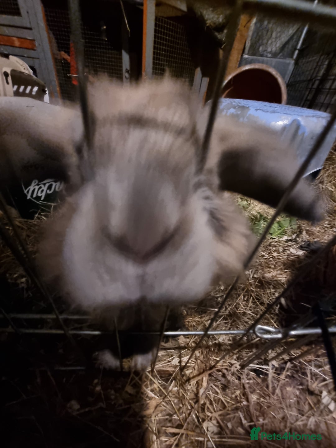 Lionhead rabbits for sale: Hi I am cocoa - Image 4
