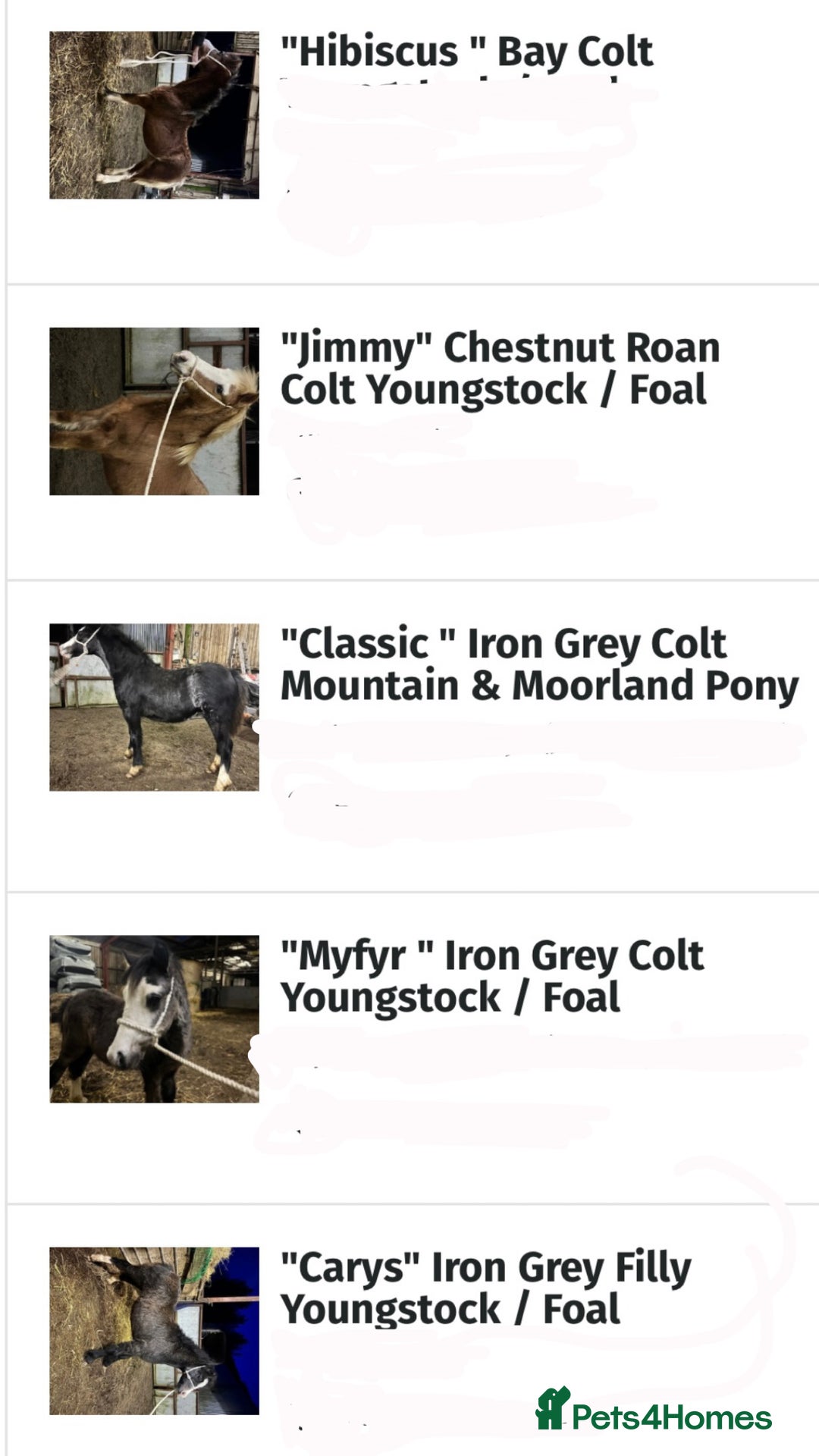 Welsh Section A horses for sale: Section A Foals, to Make Approx 12.2hh - Advert 2