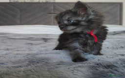Maine Coon cats for sale: European Maine coon Kittens - Image 13