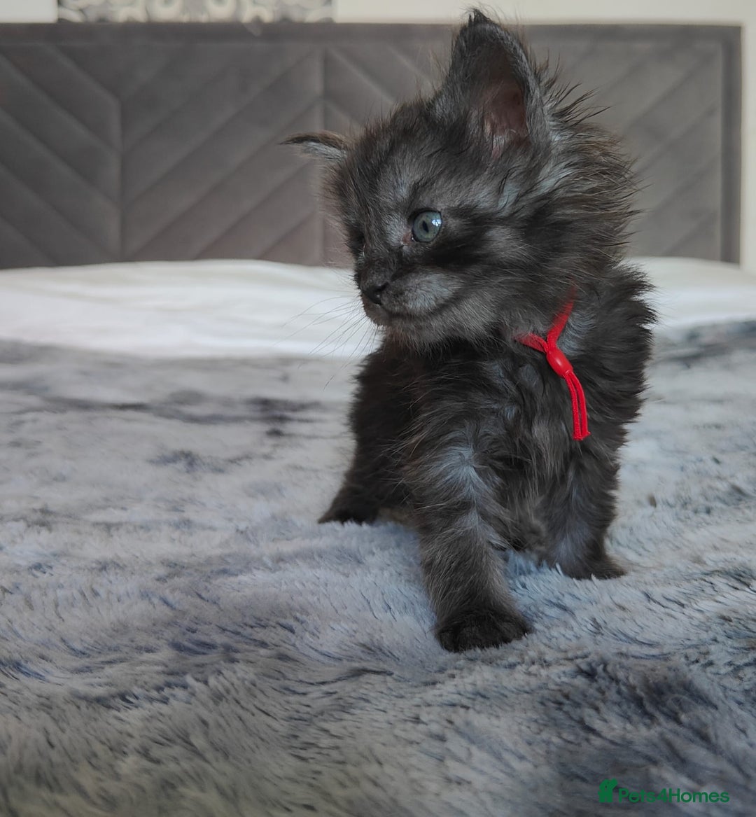 Maine Coon cats for sale: European Maine coon Kittens - Image 13