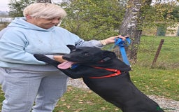 Mixed Breed dogs for adoption: 💖🐶 NICOL 🐶💖 - Image 14