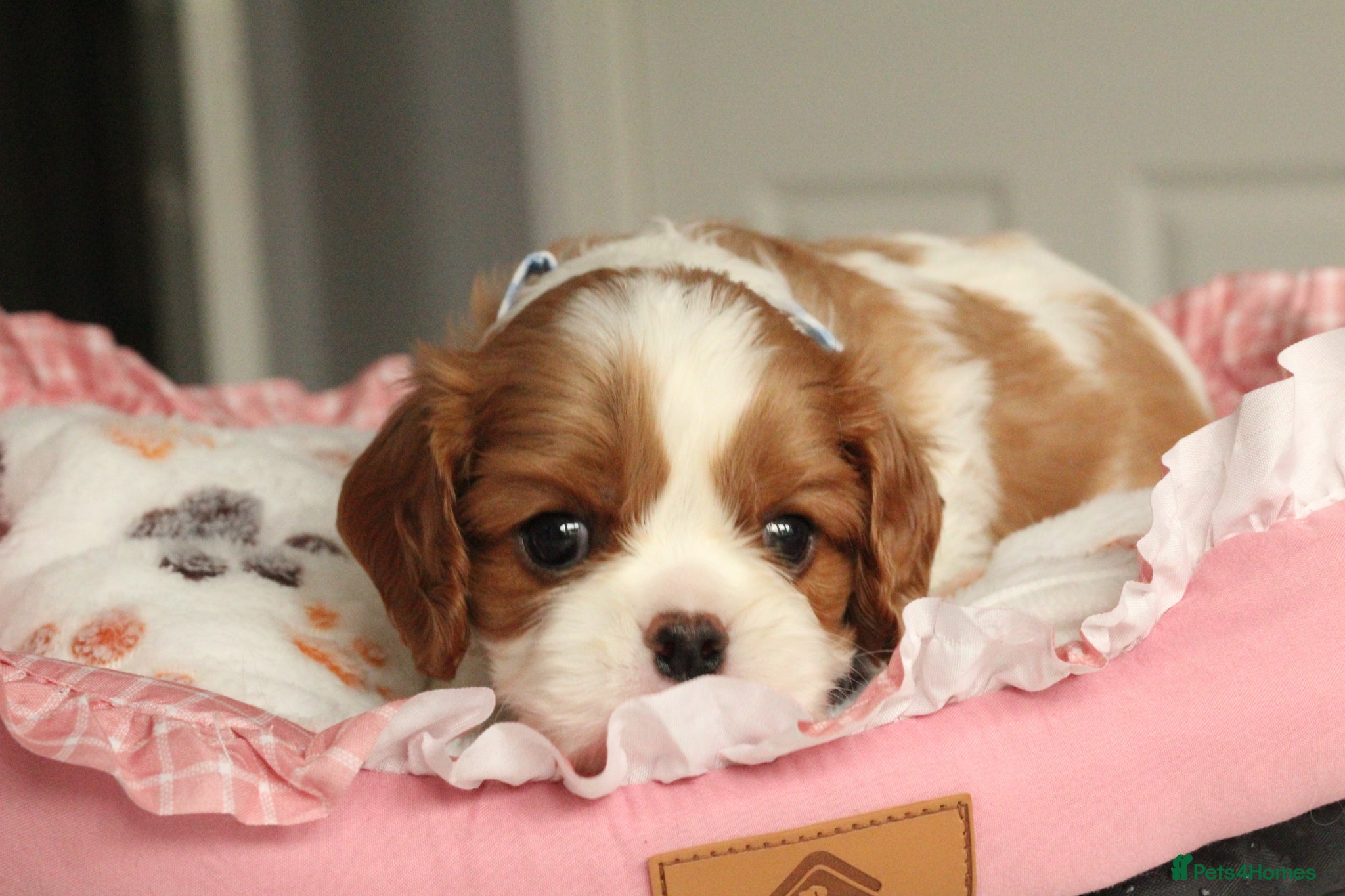 Cavalier King Charles Spaniel dogs Last Boy KC reg TOP standard CKCS  - Advert 2