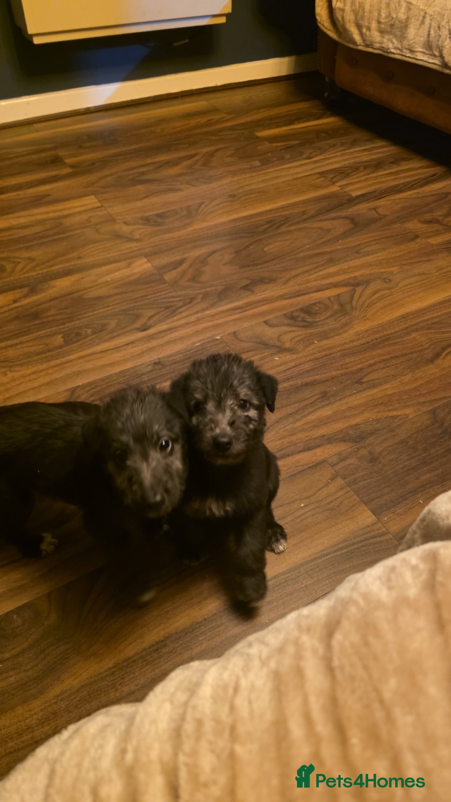 Mixed Breed dogs F1 beddlington whippets  - Advert 1