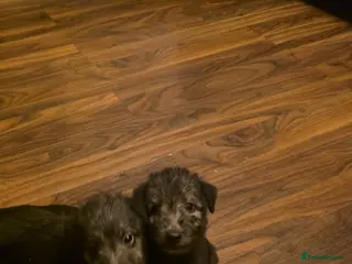 Mixed Breed dogs F1 beddlington whippets - Advert 2