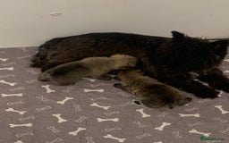 Cairn Terrier dogs for sale: Quality litter KC reg Cairn Terrier Puppies  - Image 2