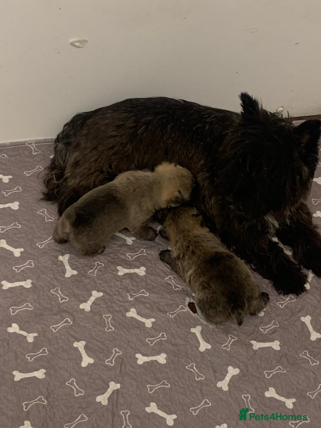 Cairn Terrier dogs for sale: Quality litter KC reg Cairn Terrier Puppies  - Image 2