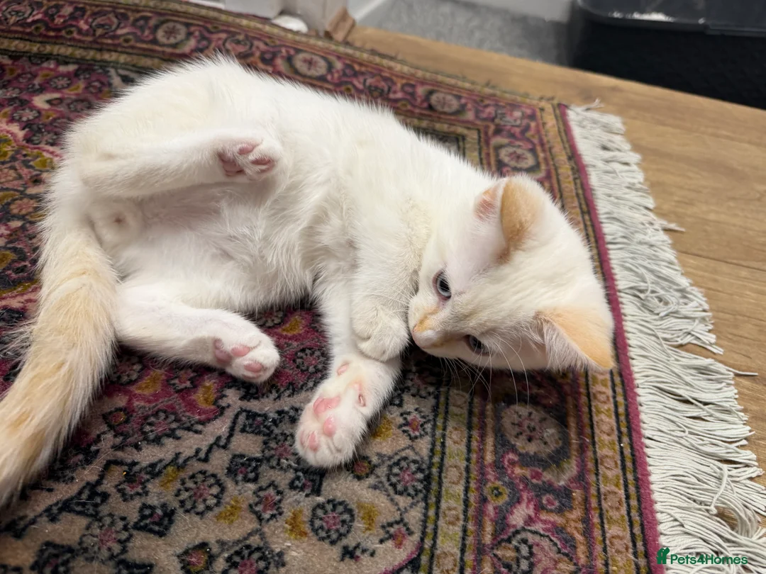 Mixed Breed cats for sale: 2 kittens male and fmale  - Advert 2