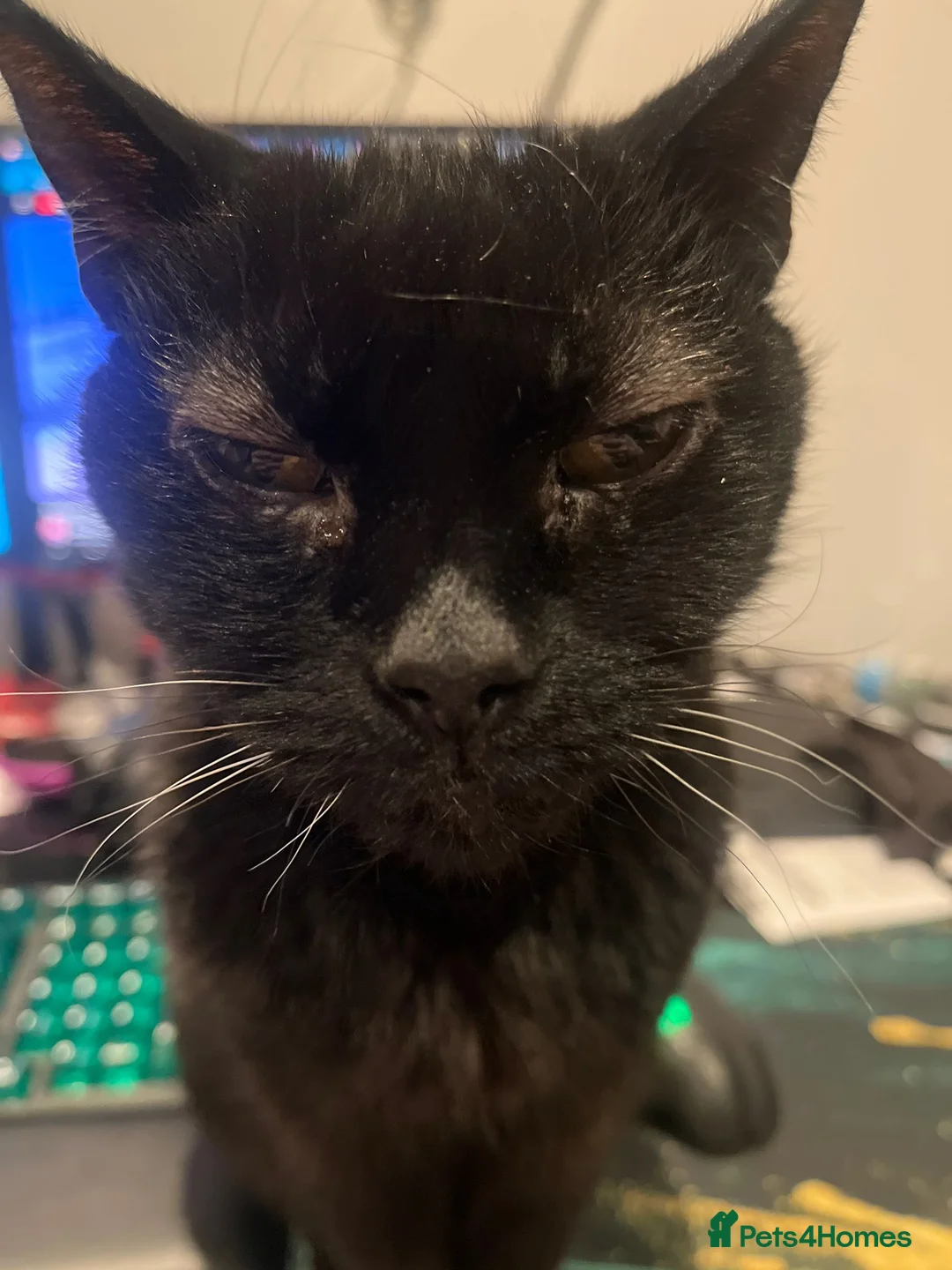Mixed Breed cats for sale: Free black cat - Advert 2