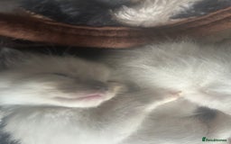 Ragdoll cats for sale: 3 blue lynx and 1  blue Ragdoll x Bengal kittens  - Image 18