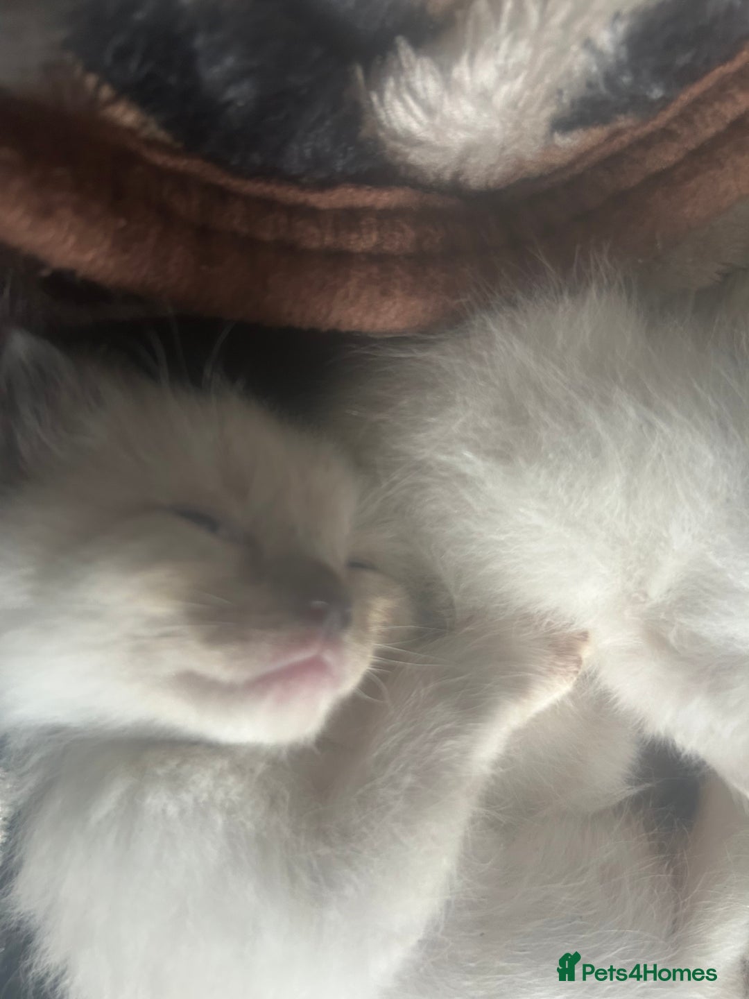 Ragdoll cats for sale: 3 blue lynx and 1  blue Ragdoll x Bengal kittens  - Image 18