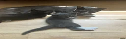 Mixed Breed cats for sale: 2 beautiful boy kittens  - Advert 3