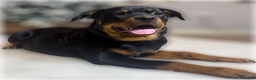 Rottweiler dogs for sale: ROTTWEILER PUPPIES. KC REGISTERED. FREE INSURANCE. - Advert 33