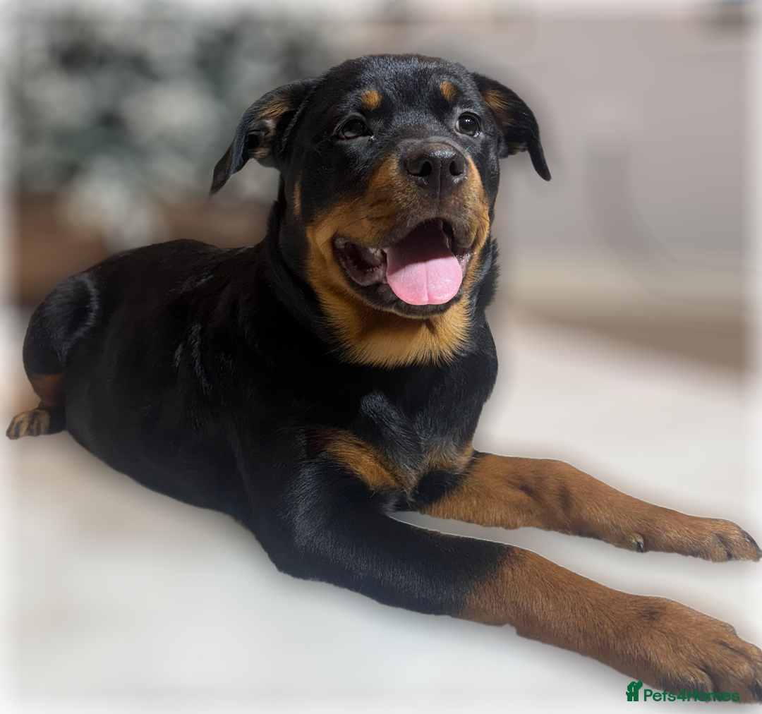 Rottweiler dogs for sale: ROTTWEILER PUPPIES. KC REGISTERED. FREE INSURANCE. - Advert 33