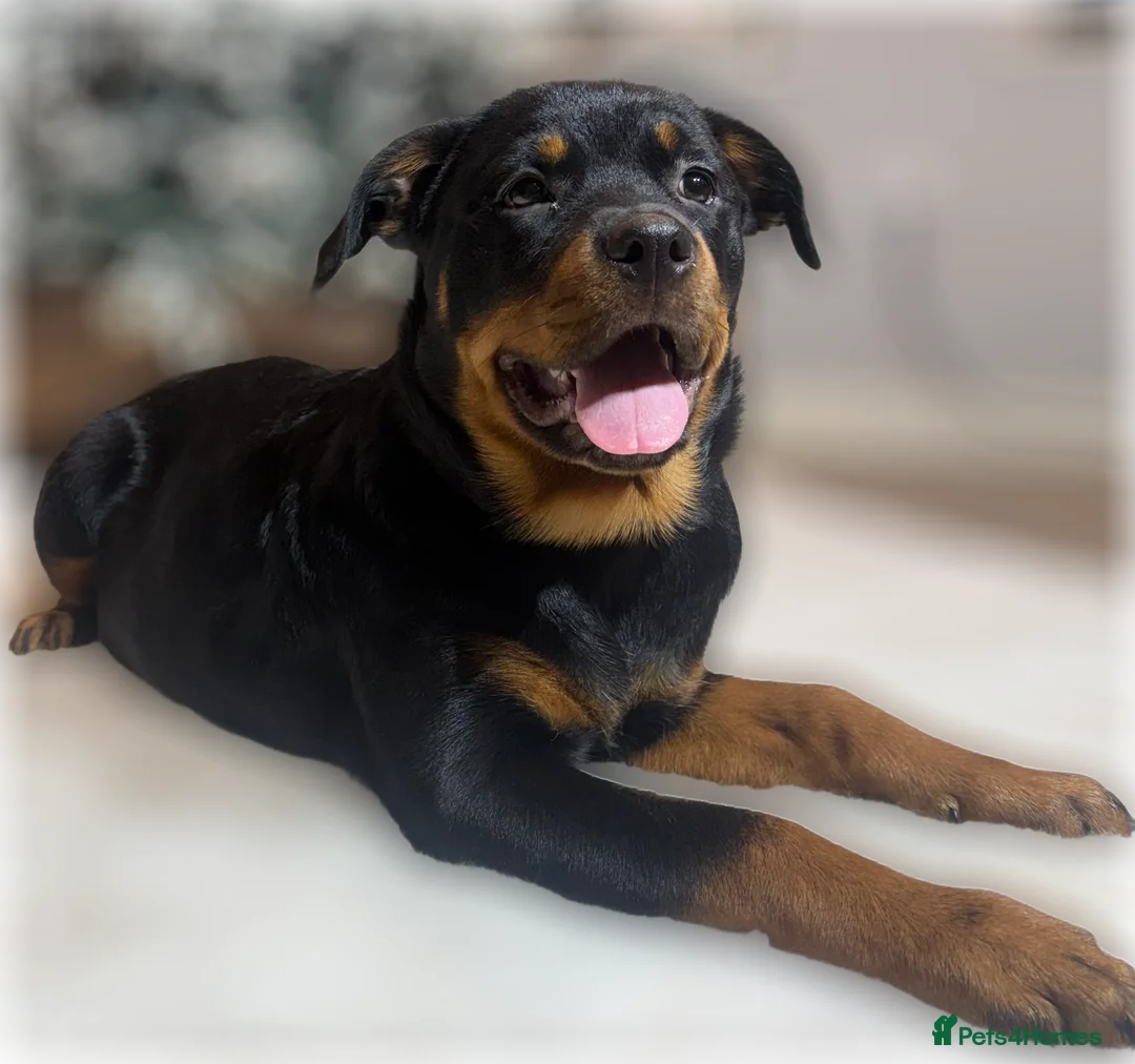 Rottweiler dogs for sale: ROTTWEILER PUPPIES. KC REGISTERED. FREE INSURANCE. - Advert 33