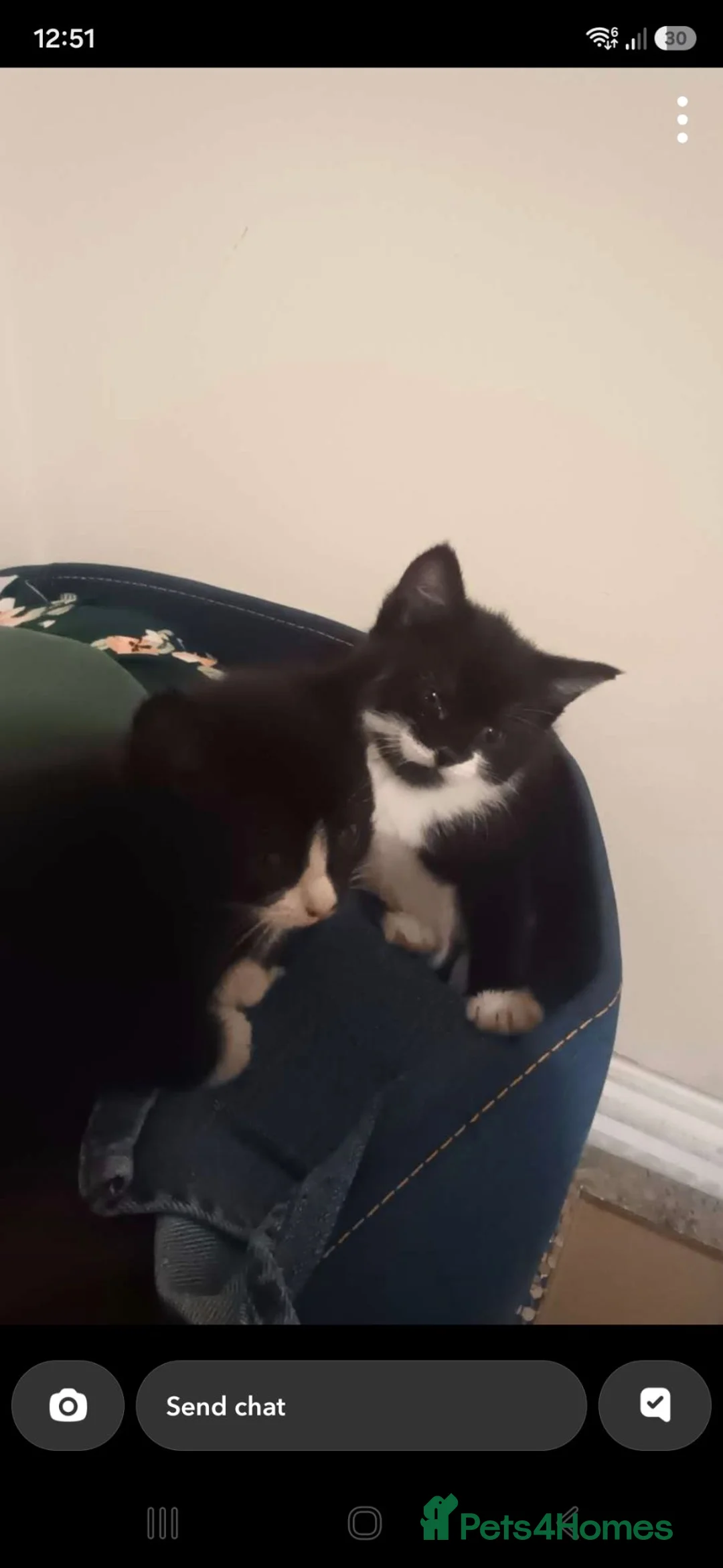 Mixed Breed cats for sale: 2 female kittens left - Advert 2