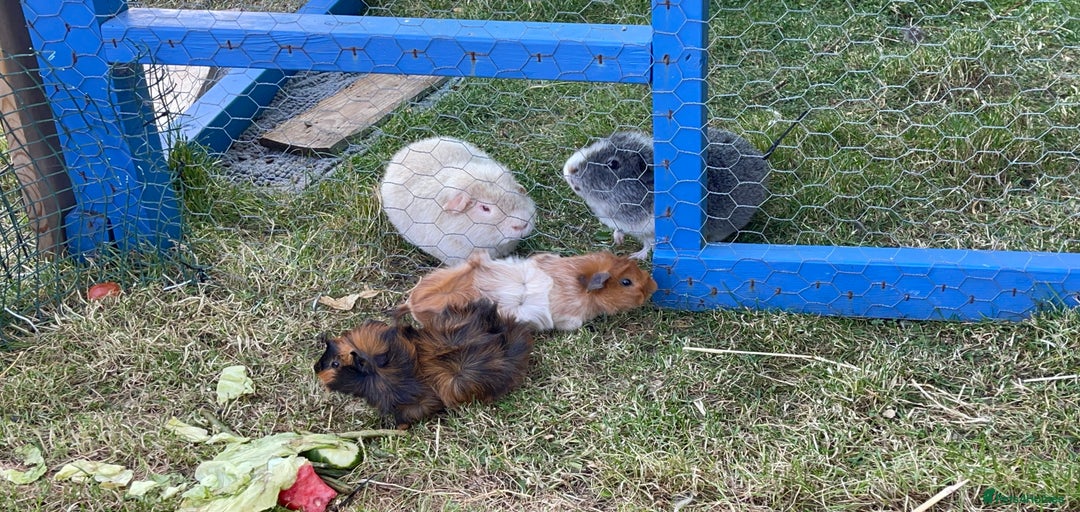 Gallery Image {{count}}