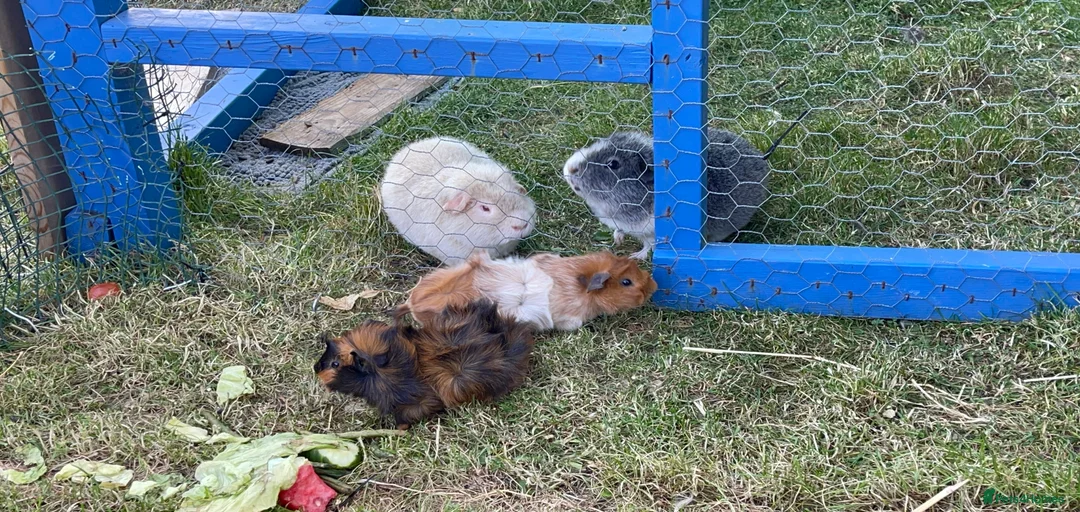 Gallery Image {{count}}