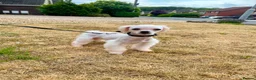 Maltese dogs for sale: Beautiful Healthy Female Looking for a Loving Home - Advert 8