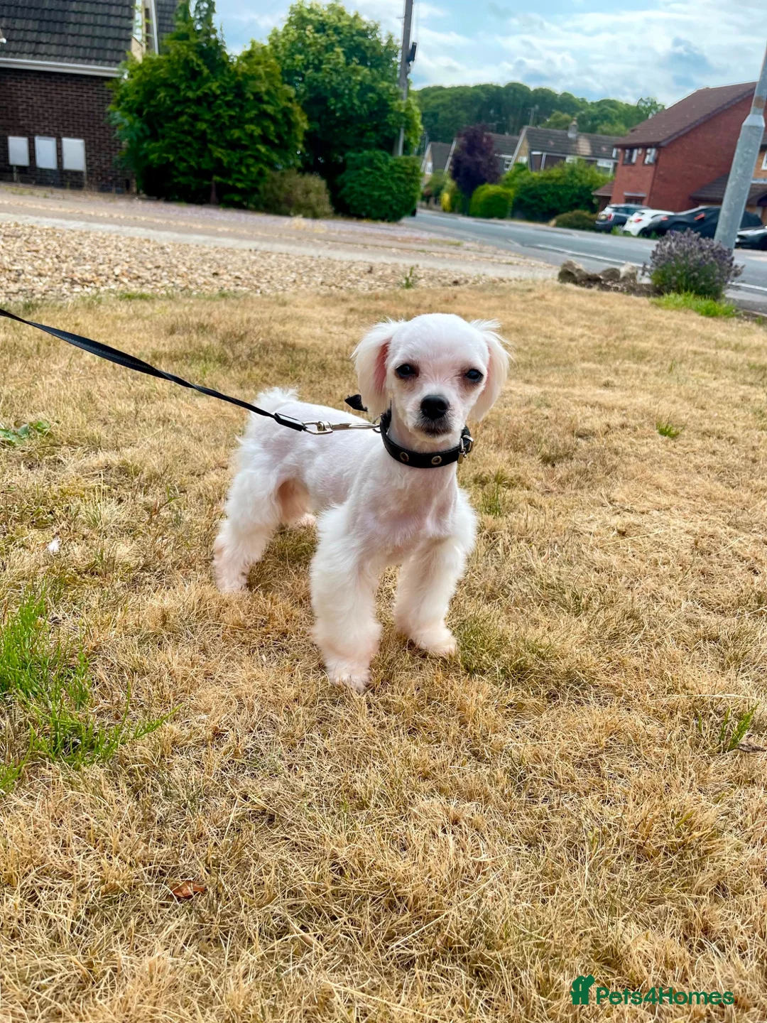 Maltese dogs for sale: Healthy Female Looking for a Loving Home - Advert 2
