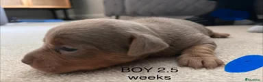 Jack Russell 3