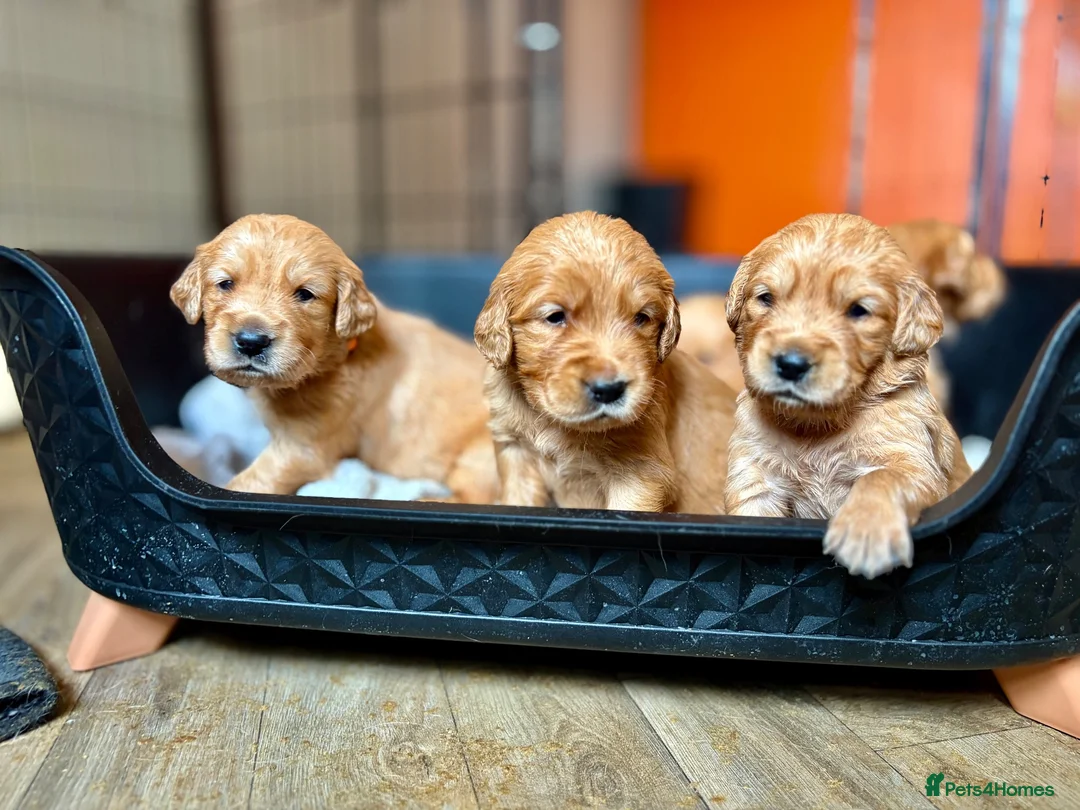 Golden Retriever dogs for sale: Fox Red, KC,  Extensively Health Tested Pups - Advert 1