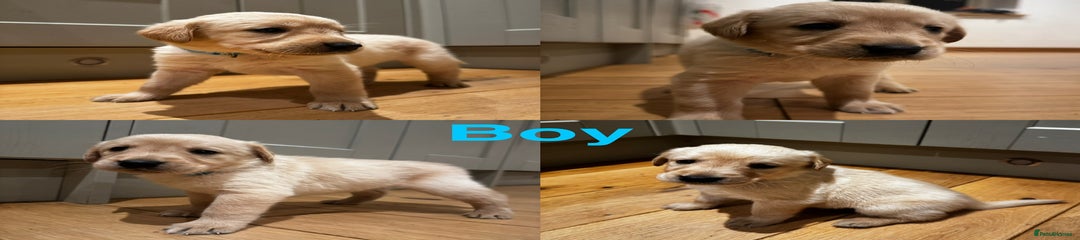 Goldador Puppy 6