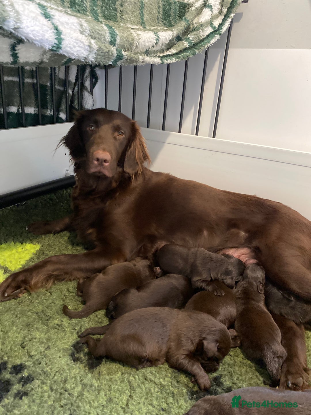 Flat coated Retriever dogs for sale: Beautiful litter of liver flatcoat puppies  - Advert 1