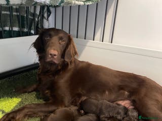 Flat coated Retriever dogs Beautiful litter of liver flatcoat puppies - Advert 4