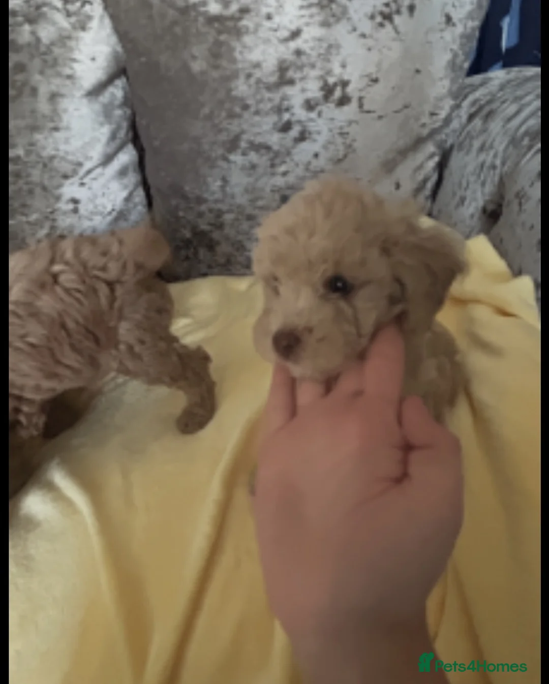 Cavapoo dogs for sale: Beautiful Cavapoo Pups now ready - Advert 7