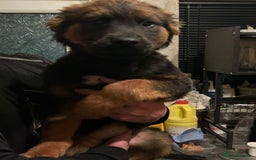 Mixed Breed dogs for sale: Rottweiler x Akita  mastiff pups - Advert 21