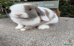 Mini Lop rabbits for sale: Blue torte extreme doe available  - Image 3