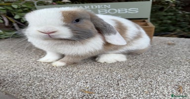 Mini Lop rabbits - Advert 7