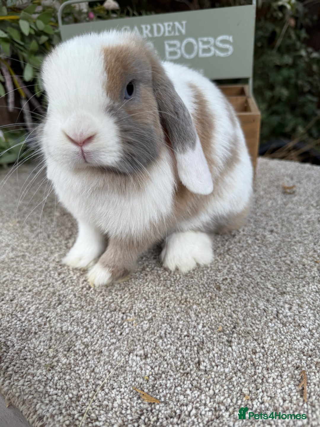 Mini Lop rabbits for sale: Blue torte extreme doe available  - Image 3