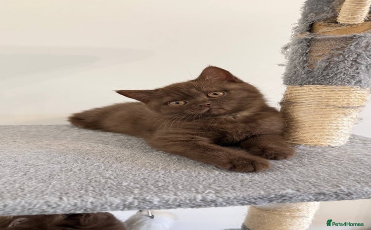 British Shorthair cats - Advert 4