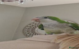 Parrots birds for sale: Quaker parrot  - Image 7