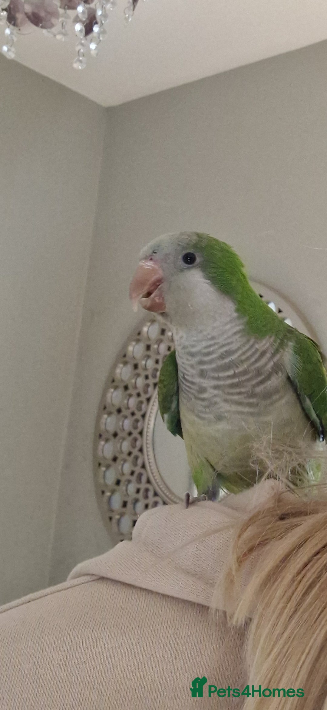 Parrots birds for sale: Quaker parrot  - Image 7