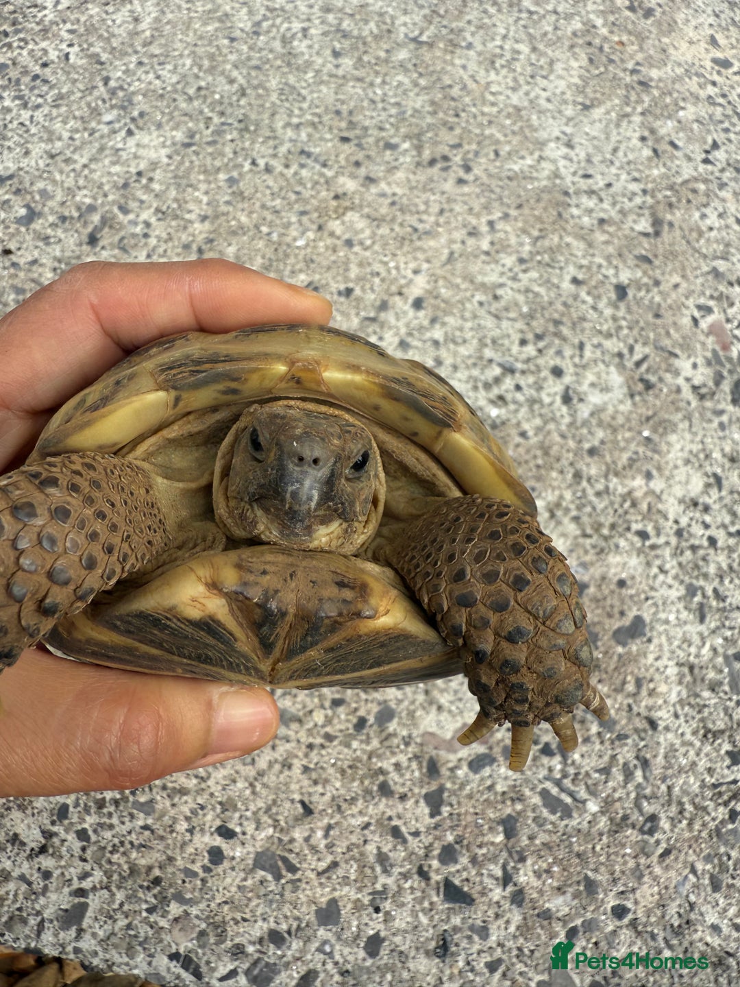 Tortoise reptiles for sale: Horsefield Russian Tortoise  - Image 10