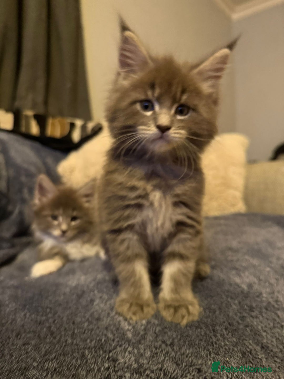 Maine Coon cats for sale: Full Maine coon kittens available  - Advert 7