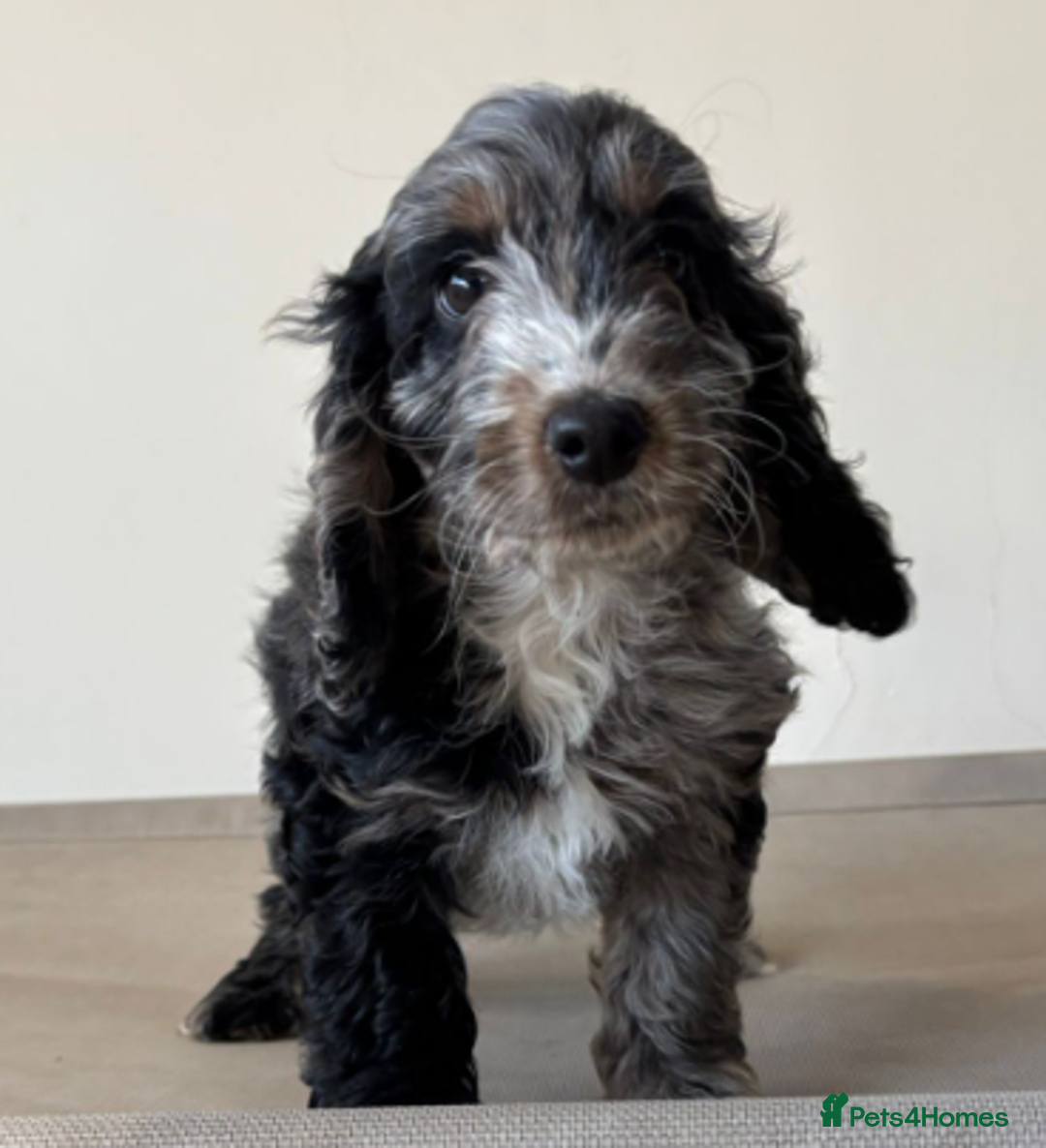 Cockapoo dogs for sale: Advanced Trained Cockerpoo - Advert 1