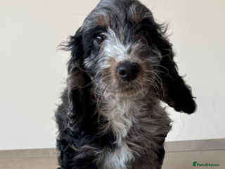 Cockapoo dogs Advanced Trained Cockerpoo - Advert 1