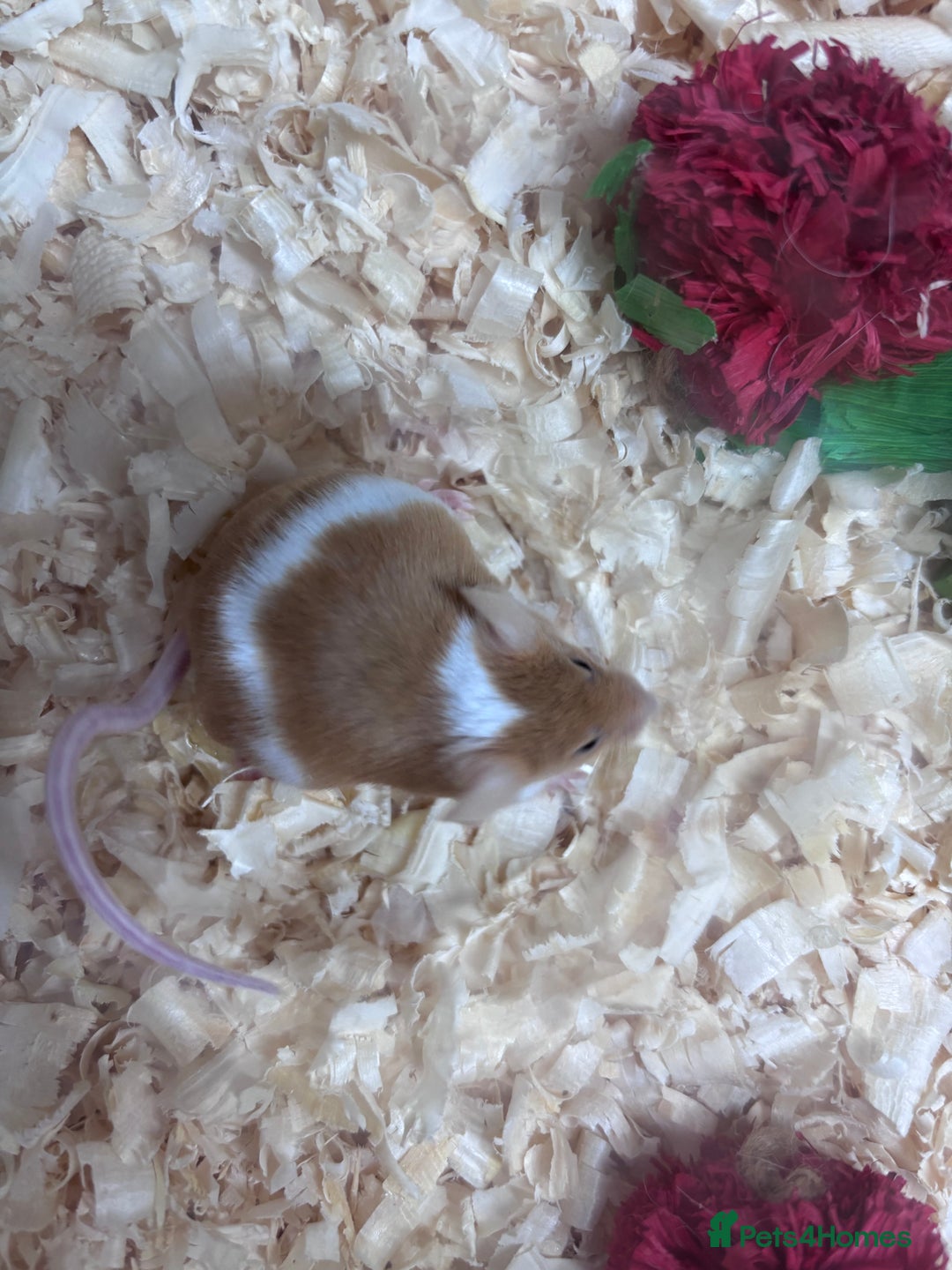 Mouse rodents for sale: Pet fancy mice waiting list 2 litters due  - Image 2