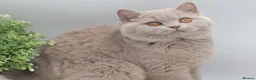 British Shorthair cats for sale: READY TO LEAVE NOW PEDIGREE BRITISH SHORTHAIRS  - Advert 8
