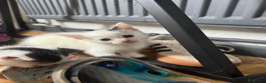 Domestic Shorthair 1